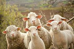 5 Ways to Make the Most Out of the New Year of the Sheep